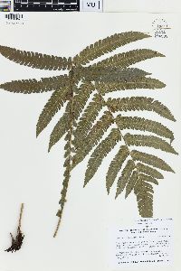 Steiropteris deltoidea image