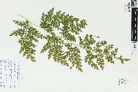 Selaginella willdenowii image