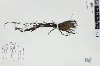 Isoetes lechleri image