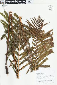 Matteuccia struthiopteris image