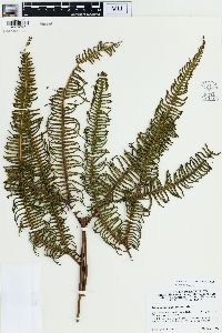 Sticherus rubiginosus image