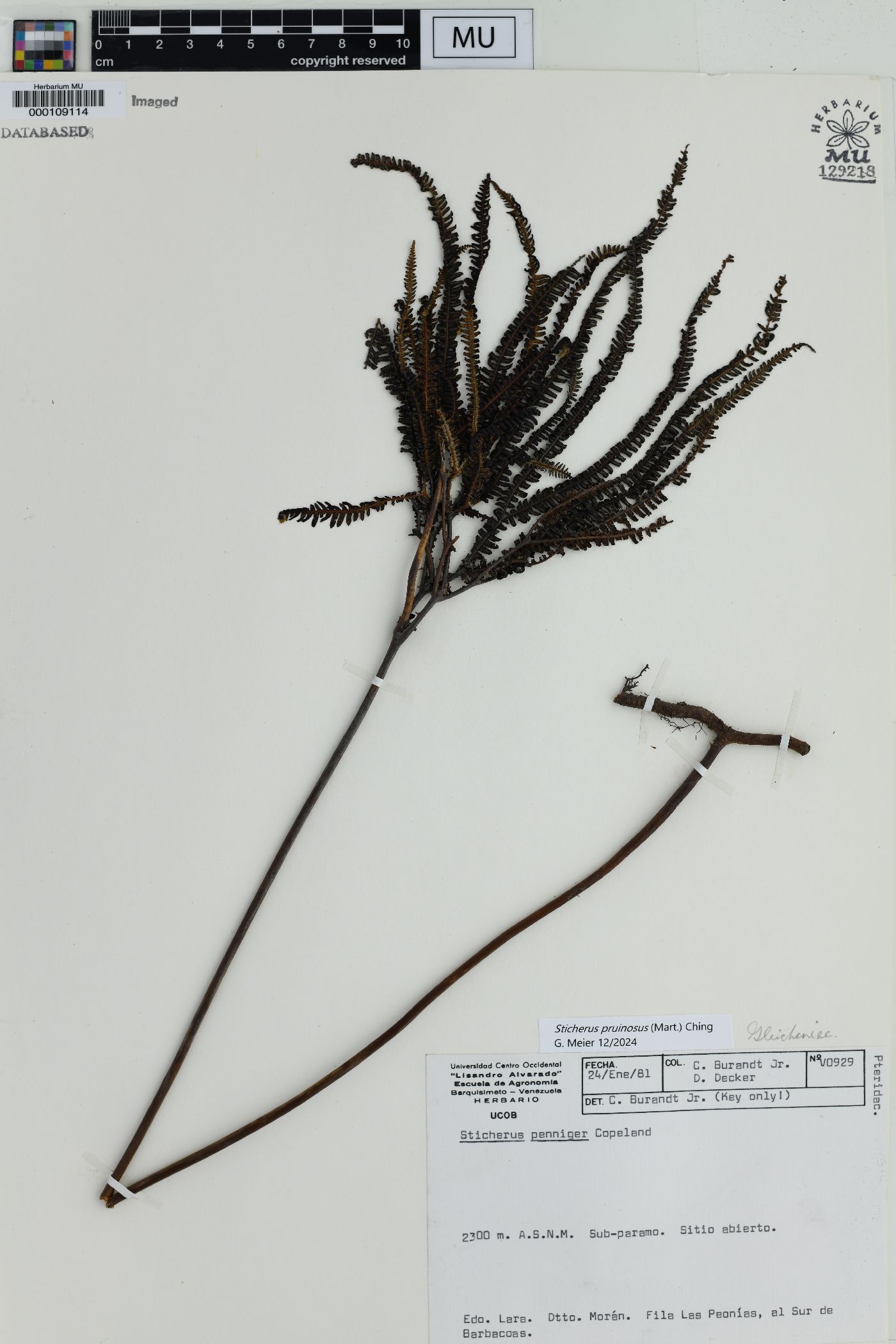 Sticherus pruinosus image