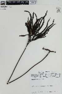 Sticherus pruinosus image
