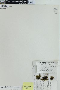 Trichomanes petersii image