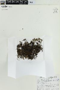 Crepidomanes brevipes image