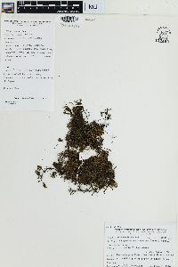Crepidomanes brevipes image