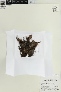 Hymenophyllum pallidum image