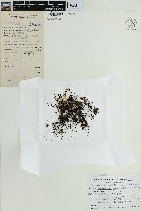 Crepidomanes minutum image