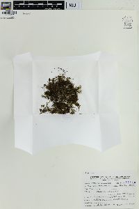 Crepidomanes minutum image