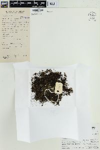 Crepidomanes minutum image