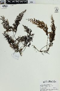 Hymenophyllum polyanthos image