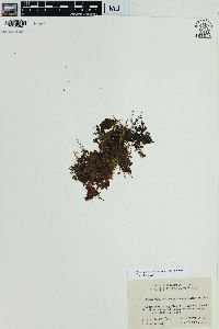 Hymenophyllum barbatum image