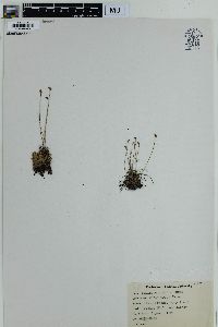 Schizaea pusilla image