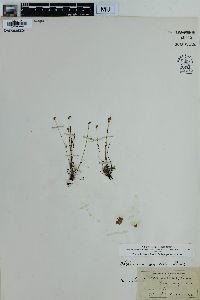 Schizaea pusilla image