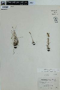 Schizaea pusilla image