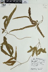 Lygodium auriculatum image