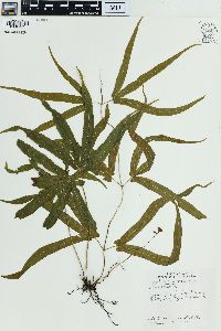 Lygodium auriculatum image