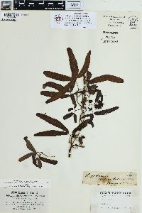Lygodium auriculatum image