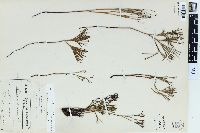 Schizaea dichotoma image