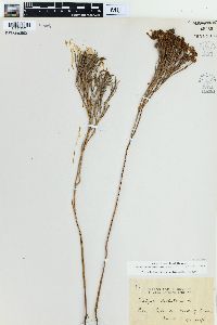 Schizaea dichotoma image