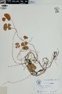 Marsilea quadrifolia image