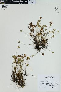 Marsilea vestita image