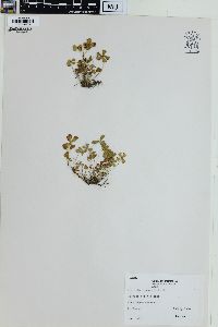 Marsilea vestita image