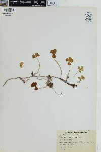 Marsilea quadrifolia image