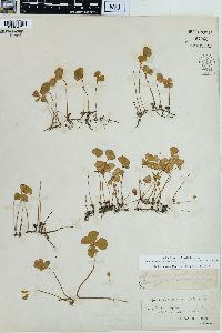 Marsilea quadrifolia image