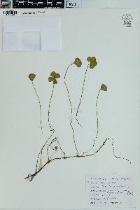 Marsilea quadrifolia image