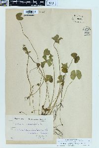 Marsilea quadrifolia image