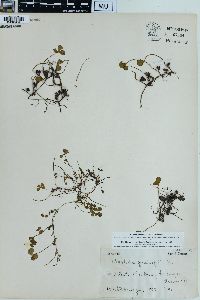 Marsilea quadrifolia image