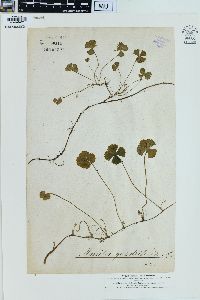 Marsilea quadrifolia image
