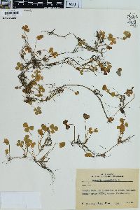 Marsilea quadrifolia image