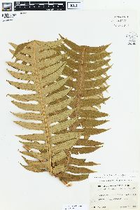 Cyathea grandifolia image