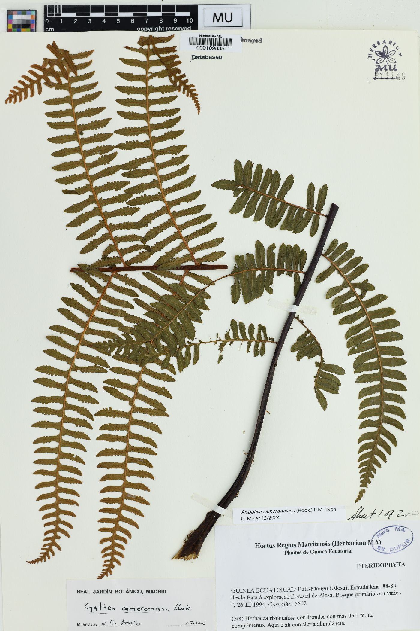 Alsophila camerooniana image