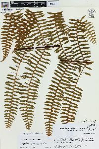 Alsophila camerooniana image