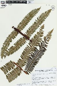 Alsophila camerooniana image