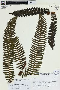 Alsophila camerooniana image