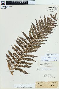 Cyathea dregei image