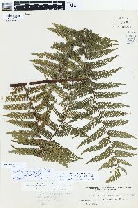 Alsophila fuliginosa image