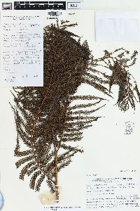 Cyathea lepifera image