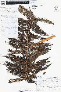 Cyathea lepifera image