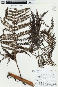 Cyathea lepifera image