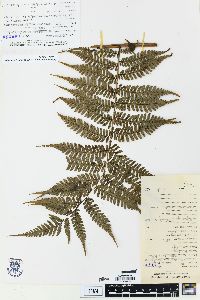 Cyathea lepifera image