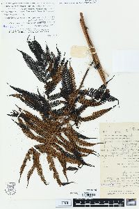 Cyathea lepifera image