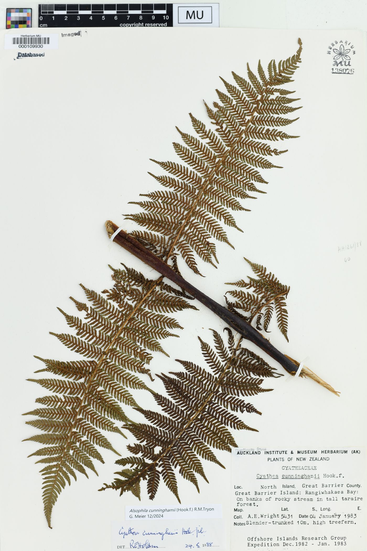 Cyathea cunninghamii image