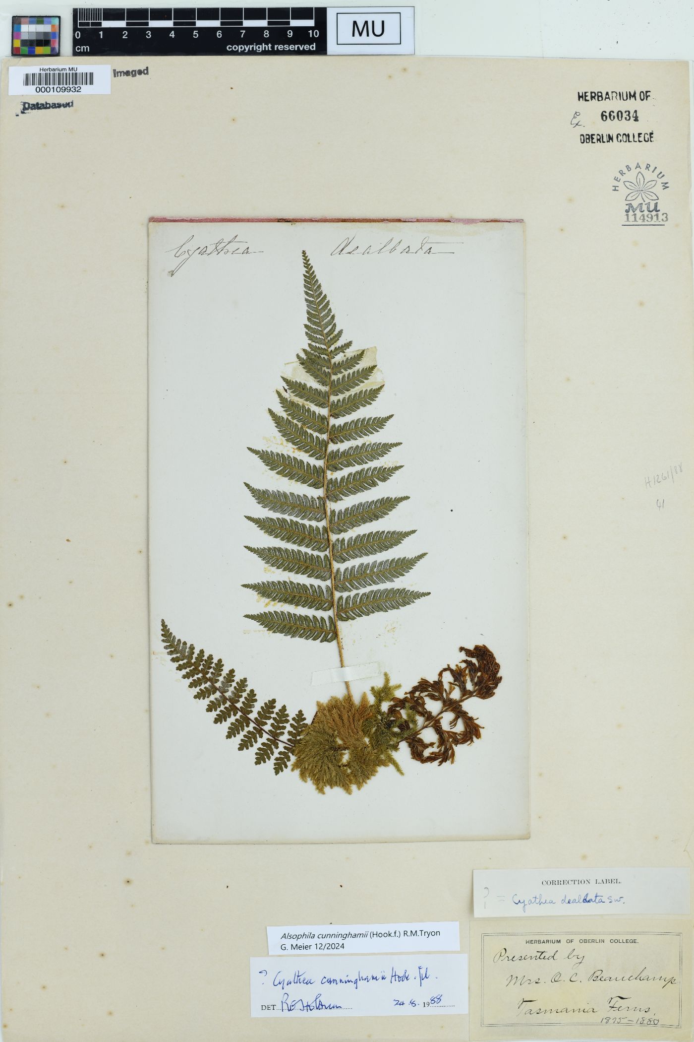 Cyathea cunninghamii image