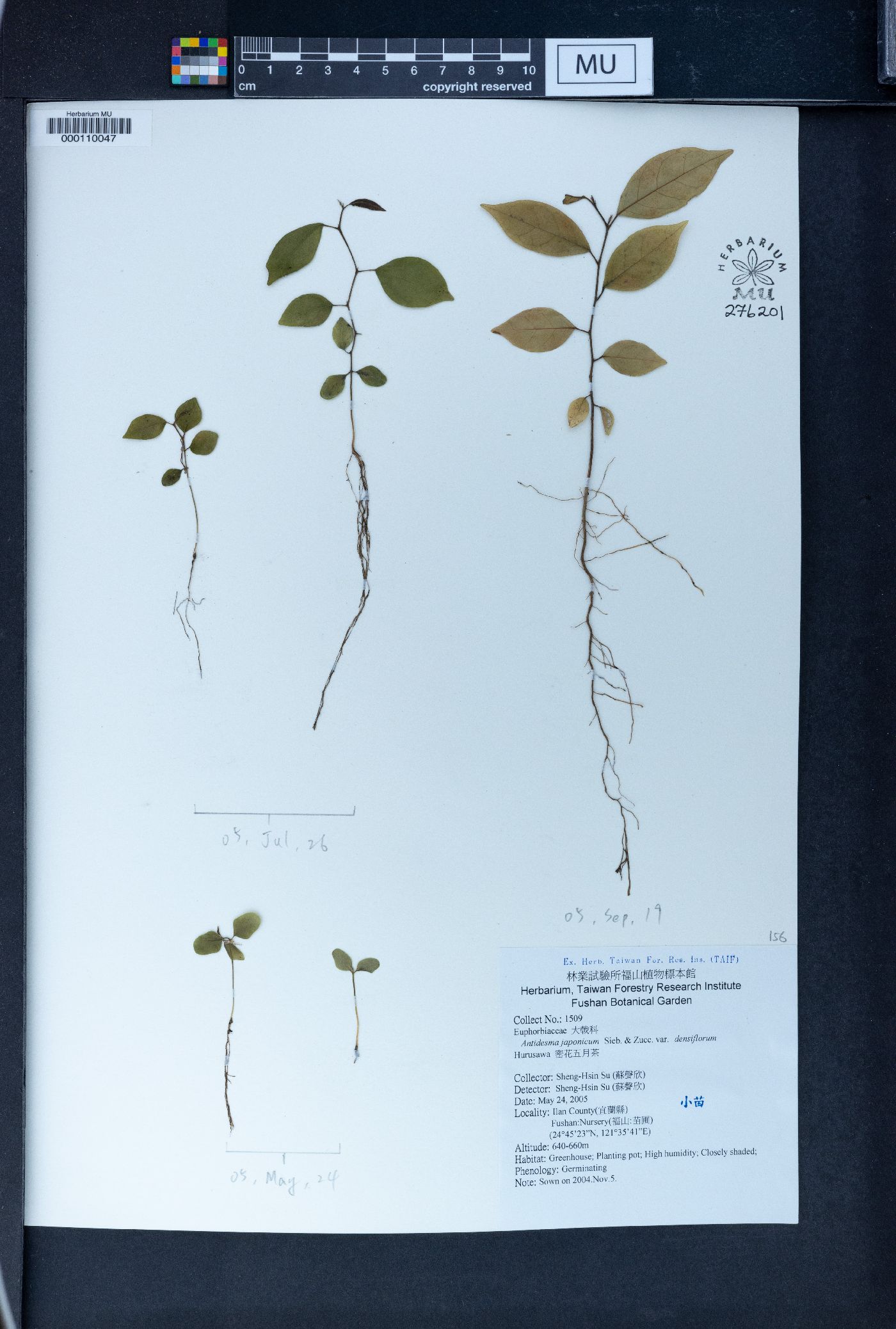 Antidesma japonicum var. densiflorum image