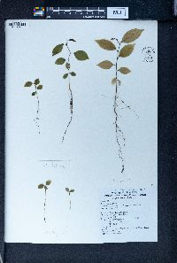 Antidesma japonicum var. densiflorum image